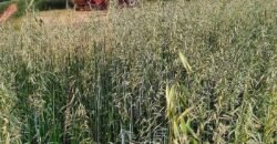 Fazenda de Soja à Venda 473 Hectares com Infraestrutura e Logística no Interior do Paraná