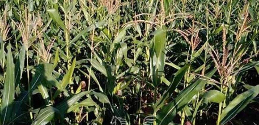 Fazenda de Soja à Venda 473 Hectares com Infraestrutura e Logística no Interior do Paraná