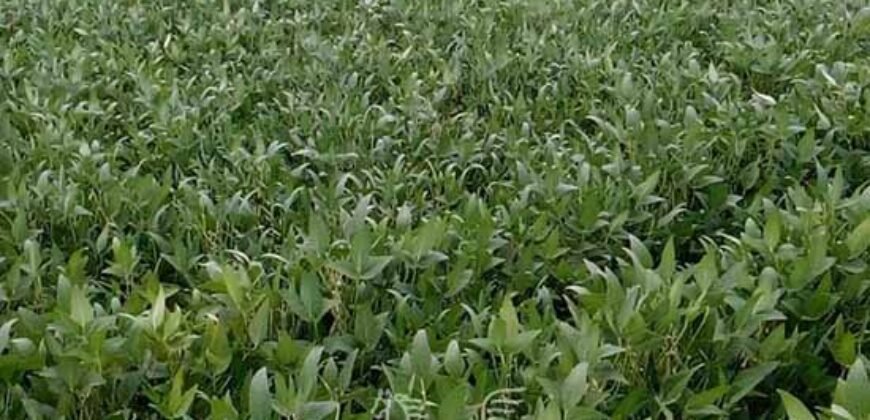 Fazenda de Soja à Venda 473 Hectares com Infraestrutura e Logística no Interior do Paraná