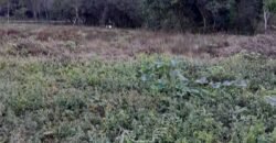 Fazenda à Venda 49,42 Hectares Próximo à Gruta dos Palhares no Triângulo Mineiro | Sacramento/MG
