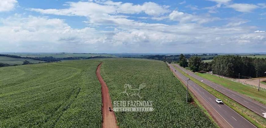 Fazenda de Soja à Venda 278 Hectares Às Margens do Asfalto | Região de Maringá/PR