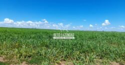 Fazenda à Venda 1.741 Hectares Atividade Agricula e Infraestrutura | Divinópolis/ TO