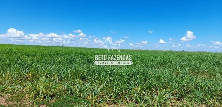 Fazenda à Venda 1.741 Hectares Atividade Agricula e Infraestrutura | Divinópolis/ TO
