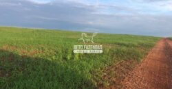 Fazenda à Venda 1.741 Hectares Atividade Agricula e Infraestrutura | Divinópolis/ TO