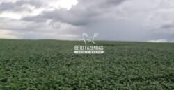 Fazenda à Venda 1.741 Hectares Atividade Agricula e Infraestrutura | Divinópolis/ TO