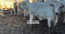 Fazenda de Cana-de-Açúcar à Venda 2.236,87 has Dupla Aptidão Grão, Pecuária e Logistica | Prata/MG