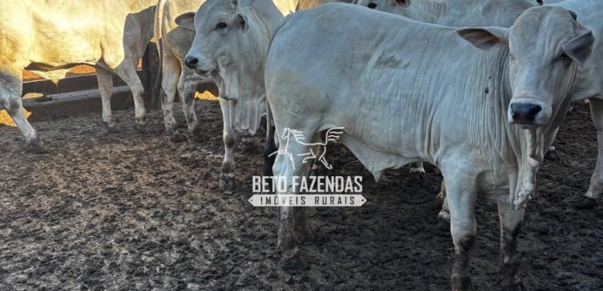 Fazenda de Cana-de-Açúcar à Venda 2.236,87 has Dupla Aptidão Grão, Pecuária e Logistica | Prata/MG