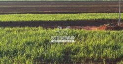 Fazenda de Cana-de-Açúcar à Venda 2.236,87 has Dupla Aptidão Grão, Pecuária e Logistica | Prata/MG