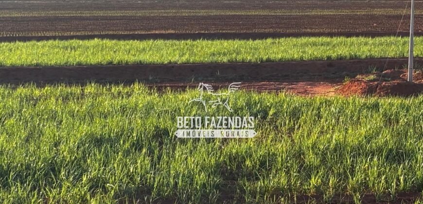 Fazenda de Cana-de-Açúcar à Venda 2.236,87 has Dupla Aptidão Grão, Pecuária e Logistica | Prata/MG