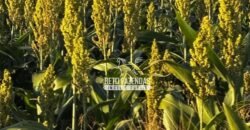 Fazenda de Cana-de-Açúcar à Venda 2.236,87 has Dupla Aptidão Grão, Pecuária e Logistica | Prata/MG