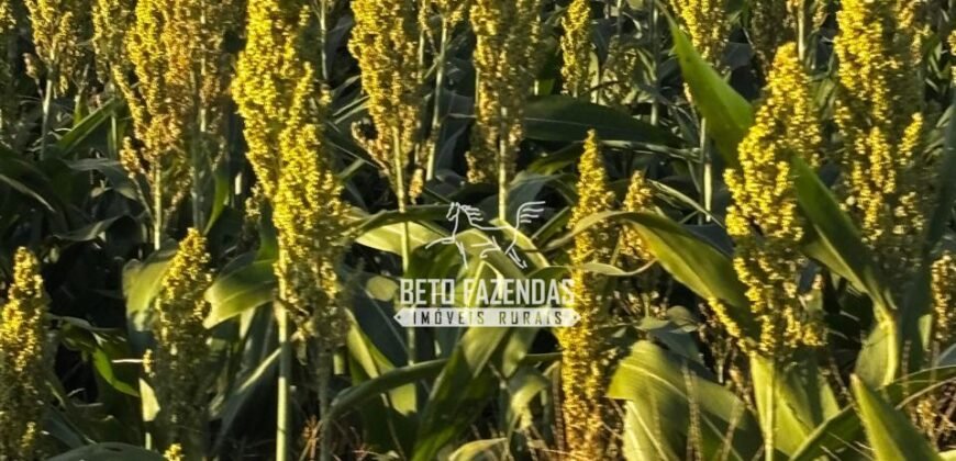 Fazenda de Cana-de-Açúcar à Venda 2.236,87 has Dupla Aptidão Grão, Pecuária e Logistica | Prata/MG