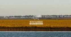 Fazenda de Cana-de-Açúcar à Venda 2.236,87 has Dupla Aptidão Grão, Pecuária e Logistica | Prata/MG