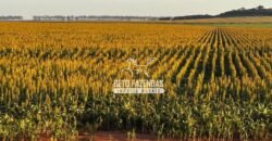 Fazenda de Cana-de-Açúcar à Venda 2.236,87 has Dupla Aptidão Grão, Pecuária e Logistica | Prata/MG