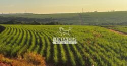 Fazenda de Cana-de-Açúcar à Venda 2.236,87 has Dupla Aptidão Grão, Pecuária e Logistica | Prata/MG