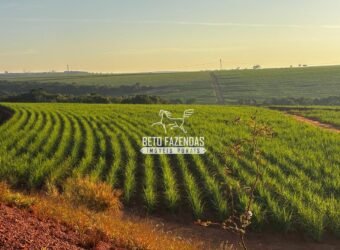 Fazenda de Cana-de-Açúcar à Venda 2.236,87 has Dupla Aptidão Grão, Pecuária e Logistica | Prata/MG