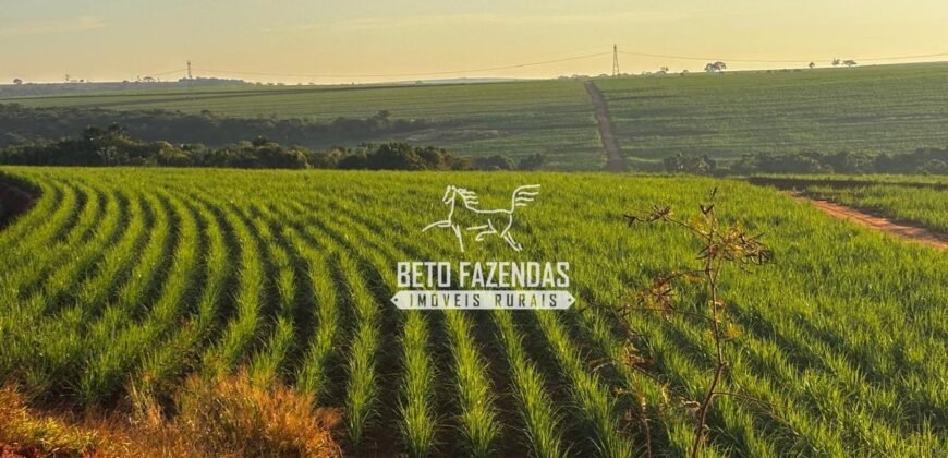 Fazenda de Cana-de-Açúcar à Venda 2.236,87 has Dupla Aptidão Grão, Pecuária e Logistica | Prata/MG