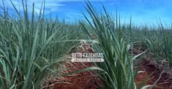 Fazenda de Cana-de-Açúcar à Venda 2.236,87 has Dupla Aptidão Grão, Pecuária e Logistica | Prata/MG