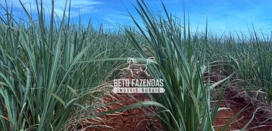 Fazenda de Cana-de-Açúcar à Venda 2.236,87 has Dupla Aptidão Grão, Pecuária e Logistica | Prata/MG