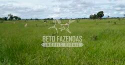 Fazenda de Soja à Venda 4.926 Hectares Infraestrutura Completa e Irrigação Consolidada | Jussara/GO
