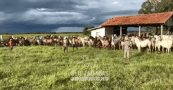 Fazenda à Venda 88.000 hectares Oportunidade na Pecuária no Pantanal | Cuiabá/ MT Fazenda à Venda 88.000 hectares Oportunidade na Pecuária no Pantanal | Cuiabá/ MT