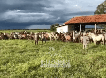 Fazenda à Venda 88.000 hectares Oportunidade na Pecuária no Pantanal | Cuiabá/ MT