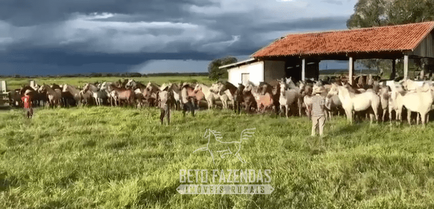Fazenda à Venda 88.000 hectares Oportunidade na Pecuária no Pantanal | Cuiabá/ MT Fazenda à Venda 88.000 hectares Oportunidade na Pecuária no Pantanal | Cuiabá/ MT