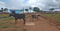 Fazenda à Venda 442,82 Hectares Mineração e Pecuária | Aripuanã/ MT