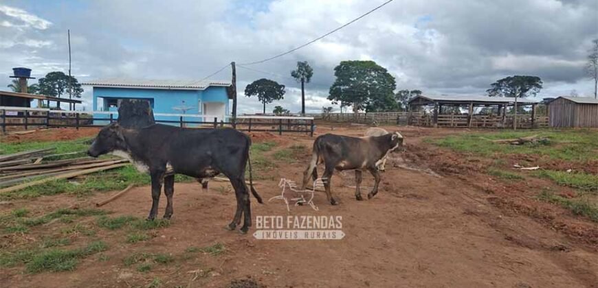Fazenda à Venda 442,82 Hectares Mineração e Pecuária | Aripuanã/ MT