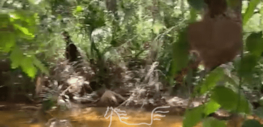 Fazenda à Venda 5.333 hectares Dupla Aptidão com Pista de Pouso | Grajaú/ MA