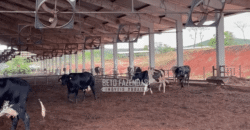 Fazenda Leiteria 812 hectares Estrutura Completa Pecuária | Curvelo / MG