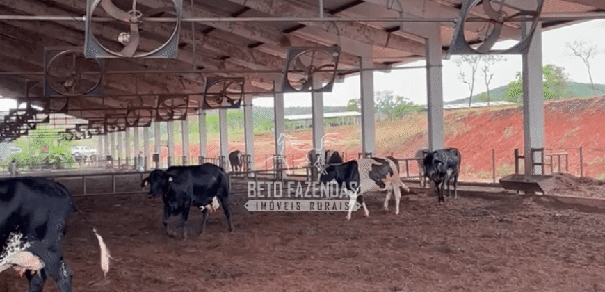 Fazenda Leiteria 812 hectares Estrutura Completa Pecuária | Curvelo / MG