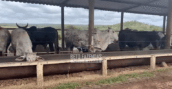 Fazenda Leiteria 812 hectares Estrutura Completa Pecuária | Curvelo / MG