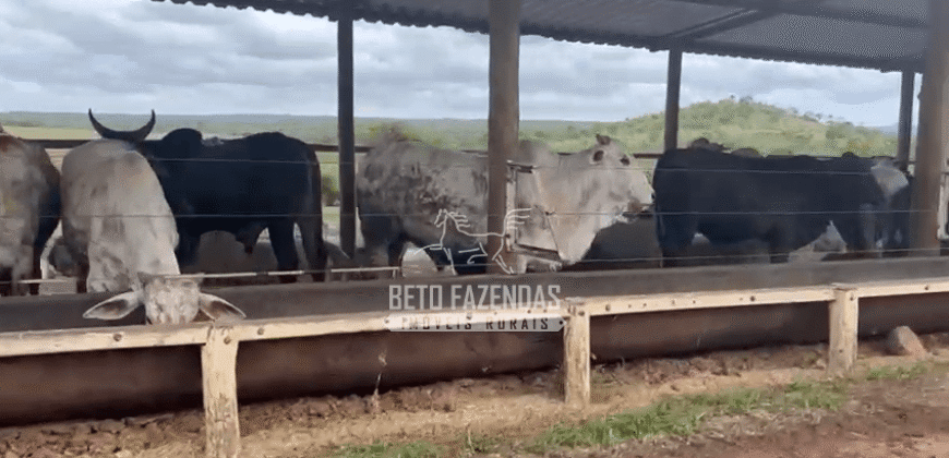 Fazenda Leiteria 812 hectares Estrutura Completa Pecuária | Curvelo / MG