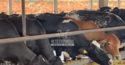 Fazenda Leiteria 812 hectares Estrutura Completa Pecuária | Curvelo / MG