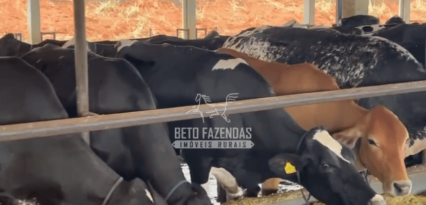Fazenda Leiteria 812 hectares Estrutura Completa Pecuária | Curvelo / MG