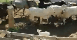 Fazenda à Venda 181,5 Hectares para Pecuária Infraestrutura Completa | Santa Rita/ MG