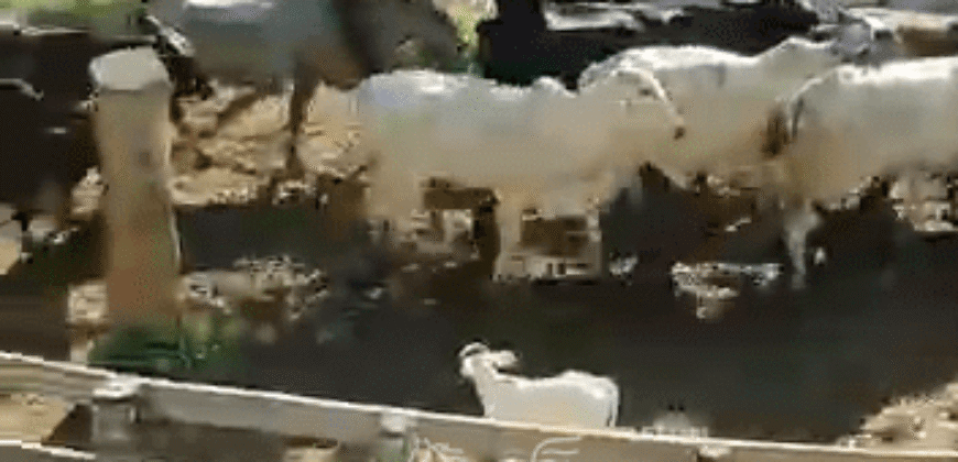 Fazenda à Venda 181,5 Hectares para Pecuária Infraestrutura Completa | Santa Rita/ MG