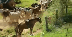 Fazenda à Venda 181,5 Hectares para Pecuária Infraestrutura Completa | Santa Rita/ MG