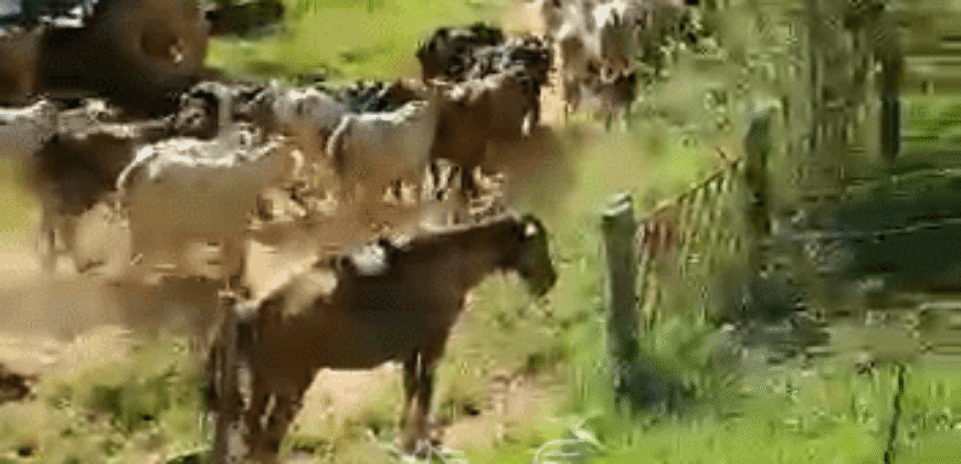 Fazenda à Venda 181,5 Hectares para Pecuária Infraestrutura Completa | Santa Rita/ MG