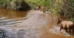 Fazenda à Venda 181,5 Hectares para Pecuária Infraestrutura Completa | Santa Rita/ MG