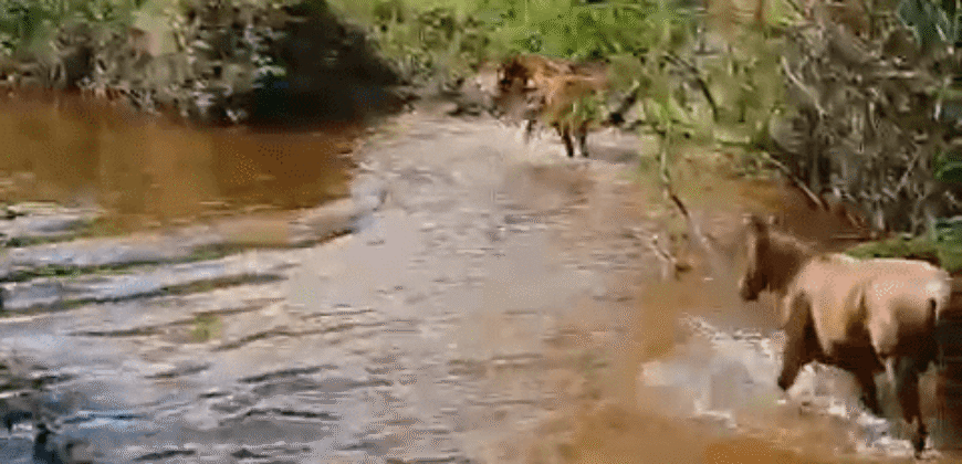 Fazenda à Venda 181,5 Hectares para Pecuária Infraestrutura Completa | Santa Rita/ MG