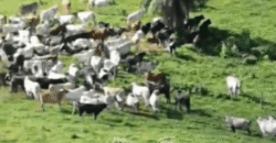 Fazenda à Venda 181,5 Hectares para Pecuária Infraestrutura Completa | Santa Rita/ MG