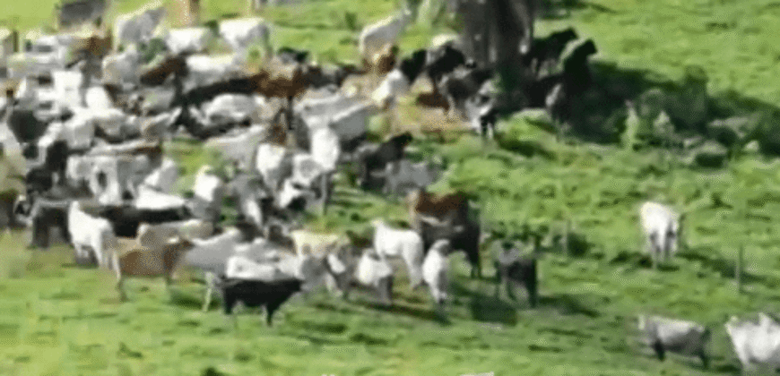 Fazenda à Venda 181,5 Hectares para Pecuária Infraestrutura Completa | Santa Rita/ MG
