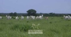 Fazenda à Venda 83.300 hectares Dupla Aptidão Lavoura e Pecuária | São Félix do Araguaia/MT