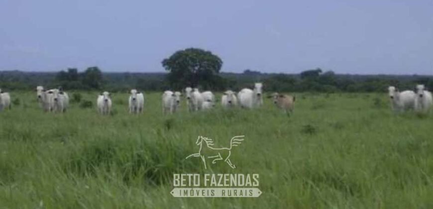 Fazenda à Venda 83.300 hectares Dupla Aptidão Lavoura e Pecuária | São Félix do Araguaia/MT