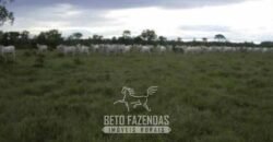 Fazenda à Venda 83.300 hectares Dupla Aptidão Lavoura e Pecuária | São Félix do Araguaia/MT