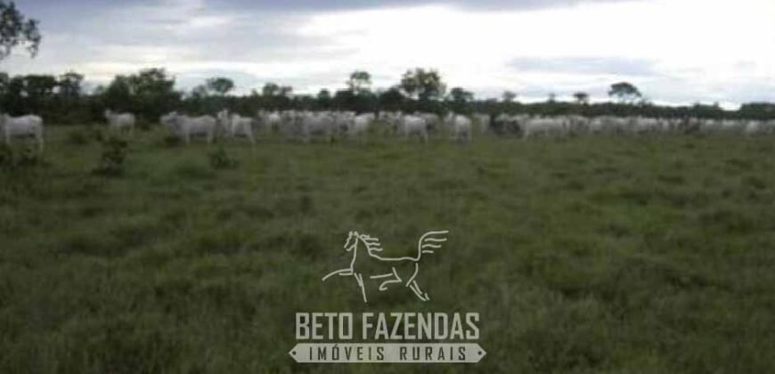 Fazenda à Venda 83.300 hectares Dupla Aptidão Lavoura e Pecuária | São Félix do Araguaia/MT