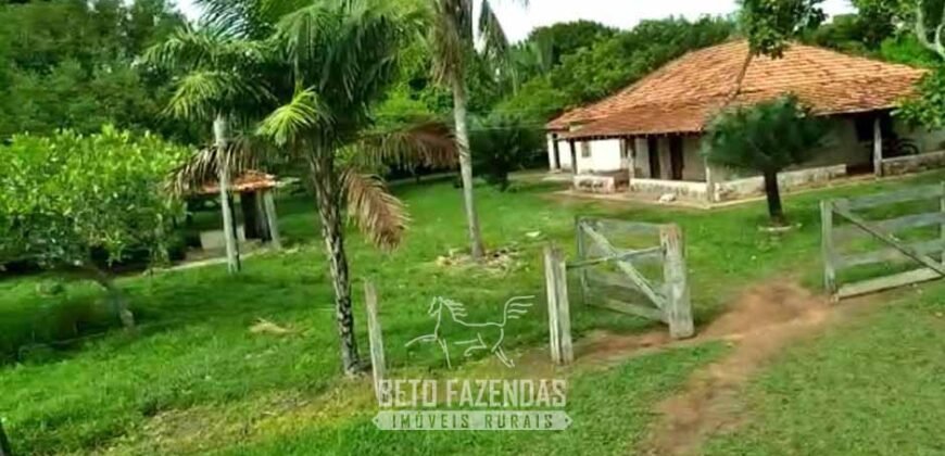 Fazenda à Venda 83.300 hectares Dupla Aptidão Lavoura e Pecuária | São Félix do Araguaia/MT