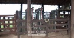 Fazenda à Venda 83.300 hectares Dupla Aptidão Lavoura e Pecuária | São Félix do Araguaia/MT