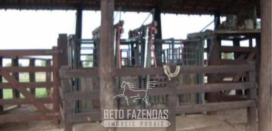 Fazenda à Venda 83.300 hectares Dupla Aptidão Lavoura e Pecuária | São Félix do Araguaia/MT